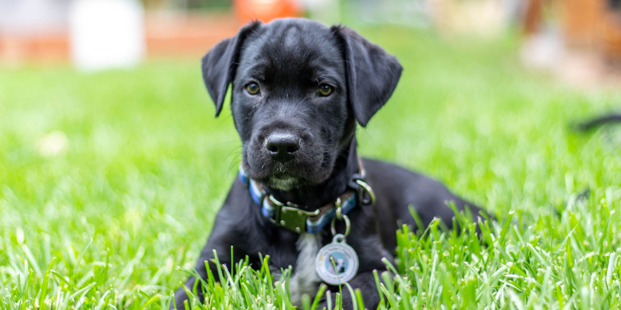 durango-dog-adoption
